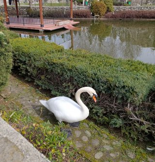 Петя Ташева Петя Ташева